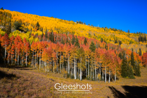 A hillside is covered with autumn aspens in vibrant red, orange, and yellow hues under a clear blue sky along the Mill D North Trail in Big Cottonwood Canyon. Utah Landscape Photography Print for Sale.