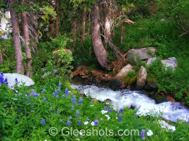 A clear mountain stream flows through a lush green forest, surrounded by rocks, tall trees, and blooming wildflowers in purple and white.  Utah Fine Art Landscape Photography Print for Sale.