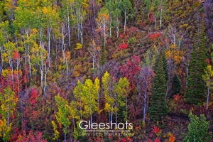 A close-up shot of a vibrant Park City hillside in autumn, featuring aspen, maple, and oak with green, yellow, orange, and red leaves, and patches of colorful undergrowth.  Utah Fine Art Landscape Photography for Sale.