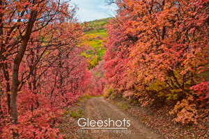 A dirt road winds through a forest of brightly colored pink maple trees in autumn, with touches of green and yellow foliage on the distant hillside in Wasatch Mountain State Park.  Utah Landscape Photography Print for Sale.
