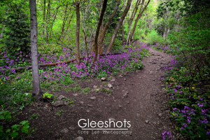 A dirt hiking trail winds through a lush green forest, bordered by clusters of vibrant purple Honesty wildflowers and surrounded by tall trees.   Utah Fine Art Landscape Photography for Sale.