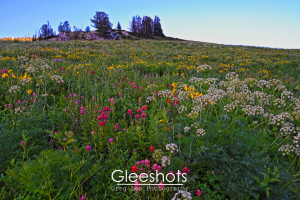 A hillside covered with a variety of wildflowers in bloom, including Magenta Indian Paintbrush and Queen Annes Lace Wildflowers, in the Albion Basin.  Utah Fine Art Landscape Photography for Sale.