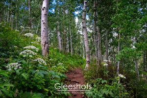 A dirt trail winds through a lush green forest with tall aspen trees and patches of white Queen Annes Lace wildflowers.  Utah Landscape Photography Print for Sale.