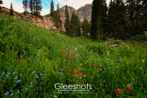A lush green mountain meadow with blooming wildflowers, including red and blue blossoms, tall pine trees, rocky slopes, and a mountain peak in the background.  Utah Fine Art Landscape Photography for Sale.