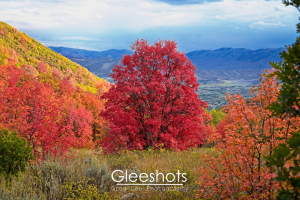A large red maple tree highlights this picture in Wasatch Mountain State Park, surrounded by colorful foliage with the Heber valley in the distance.  Utah Fine Art Landscape Photography for Sale.