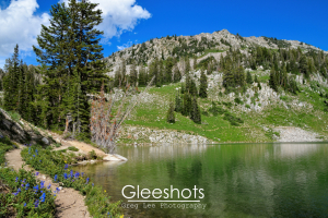 At Red Pine Lake in Little Cottonwood Canyon, a mountain lake with clear water, surrounded by green hills and trees under a bright blue sky is on display.  Wildflowers bloom along a dirt path on the lakeshore.   Utah Fine Art Landscape Photography Print for Sale.