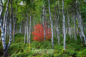 The bright autumn colors of a small red maple tree contrast again the green of an aspen forest.   Utah Fine Art Landscape Photography Print for Sale.