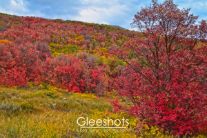 In Wasatch Mountain State Park, a scenic hillside is covered with vibrant autumn foliage in shades of red, yellow, and green.  Tall grasses fill the foreground and a large maple tree with bright red leaves stands to the right.  Utah Landscape Photography Print.  