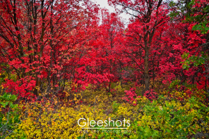 A vibrant autumn forest with trees featuring bright red leaves, green foliage in the foreground, and yellow shrubs beneath. The scene displays a mix of fall colors, creating a colorful and lively landscape.  Landscape Photography Print for Sale.