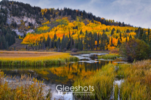 Golden and orange aspen trees reflect in Silver Lake in autumn.  Tall grasses edge the water, and dark green pine trees mix with vibrant fall foliage.  Utah Fine Art Landscape Photography for Sale.
