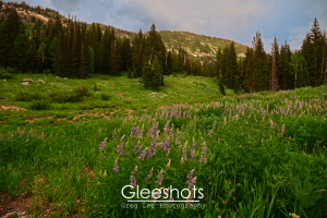 Silvery Lupine wildflowers are on display at the Albion Basin in Utah.  Landscape Photography for Sale.