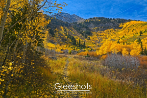 A narrow trail covered in yellow autumn leaves winds through a meadow surrounded by vibrant yellow aspen trees, leading towards the peaks of Mt Timpanogos under a bright blue sky.  Utah Fine Art Landscape Photography for Sale.