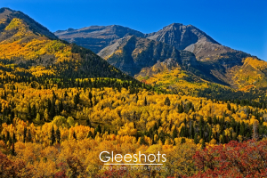 A wide panoramic view of a large yellow aspen forest in autumn on Mt Timpanogos.  A red oak bush shows in the foreground.  Utah Fine Art Landscape Photography for Sale.