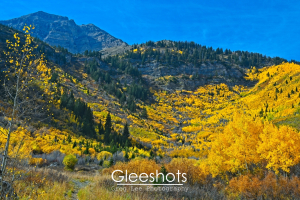 A scenic mountain landscape with vibrant yellow aspen foliage covering the upper portions of Mt Timpanogos and green pine trees scattered among the aspens.   Utah Fine Art Landscape Photography Print for Sale.