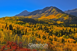 A wide panoramic view from above of a large yellow aspen forest in autumn on Mt Timpanogos.  A red oak bush shows in the foreground.  Utah Fine Art Landscape Photography for Sale.