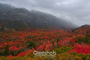 A vast valley below Cascade Mountain filled with vibrant red and orange autumn foliage stretches toward rugged, misty mountains under a cloudy sky.  Utah Fine Art Landscape Photography for Sale.