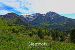 A lush green forest stretches towards the peaks of Mt Timpanogos, capped with patches of snow.  Utah Fine Art Landscape Photography Print for Sale.
