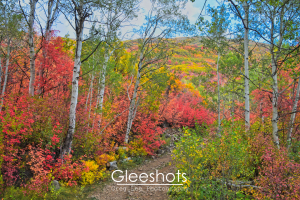 A scenic forest trail winds through colorful autumn foliage, with vibrant red, pink, and yellow leaves among tall, slender aspen trees in Wasatch Mountain State Park.  Utah Landscape Photography Print for Sale.
