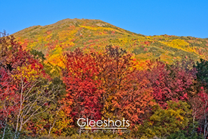 At Wasatch Mountain State Park, a mountain is covered in vibrant autumn foliage in the background, with trees displaying red, orange, and yellow leaves in the foreground.  Utah Landscape Photography Print for Sale.