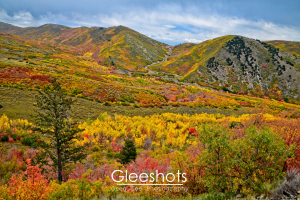 In the Wasatch Mountains, the winding Cascade Springs Drive cuts through rolling hills covered in vibrant autumn foliage, with trees in shades of yellow, orange, and red under a partly cloudy sky.  Utah Fine Art Landscape Photography Print for Sale.