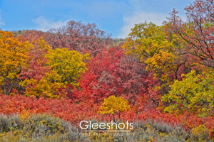 An autumn landscape featuring trees with bright red, orange, and yellow foliage under a blue sky, with a grassy area in the foreground.  Photo taken in Wasatch Mountain State Park. Utah Landscape Photography.
