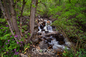 A small waterfall flows over rocks through a lush, green forest. Purple Honesty wildflowers bloom near the water, and trees with bright green leaves frame the scene.  Utah Fine Art Landscape Photography for Sale.