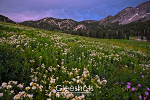 A lush field of white and purple wildflowers stretches across the foreground, with green hills and pine trees leading to rugged mountains under a dramatic sunset sky at the Albion Basin.  Utah Fine Art Landscape Photography for Sale.