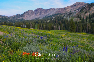 Red Indian Paintbrush wildflowers are in the foreground of this scene of the Albion Basin.  A vibrant mountain meadow with colorful wildflowers, green pine trees, and rugged mountain peaks under a partly cloudy sky. dominate the rest of the scene.  Utah Fine Art Landscape Photography Print for Sale.