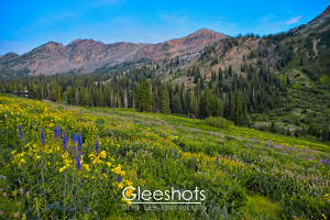 In Utah's Albion Basin, a vibrant mountain meadow with wildflowers in yellow, purple, and blue, set against a backdrop of green pine trees and rugged mountains under a clear blue sky is displayed.  Utah Fine Art Landscape Photography Print for Sale.