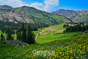 The Albion Basin in summer is a lush mountain valley with green hills, scattered pine trees, a winding dirt path, and fields of yellow wildflowers.  Utah Fine Art Landscape Photography Print for Sale.