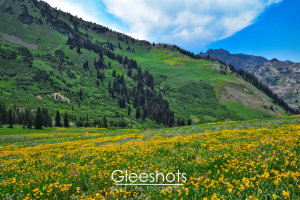 A vibrant mountain meadow in the Albion Basin is filled with yellow wildflowers which stretch toward green hills dotted with trees under a blue sky with wispy clouds.   Utah Fine Art Landscape Photography Print for Sale.