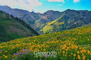 At the Albion Basin, a vibrant mountain meadow filled with yellow and purple wildflowers, with lush green hills and rugged peaks in the background under a partly cloudy blue sky is pictured.  Utah Fine Art Landscape Photography for Sale.