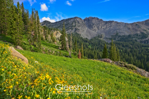 At the Albion Basin, this scene depicts a lush green mountain meadow with yellow wildflowers in the foreground, pine trees on the slope, and rocky mountains rising under a bright blue sky with a few scattered clouds.  Utah Fine Art Landscape Photography Print for Sale.