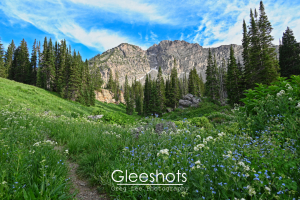 A lush alpine meadow with blue and white wildflowers and a dirt trail leads to tall evergreen trees and a rugged mountain under a blue sky with wispy clouds.   Utah Fine Art Landscape Photography for Sale.