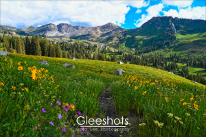 At the Albion Basin in Utah, a vibrant mountain meadow is shown with blooming yellow and pink wildflowers, a narrow dirt path, scattered rocks, lush green trees, and forested mountains under a blue sky with clouds.   Landscape Photography Print for Sale.