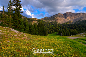 A lush meadow filled with yellow wildflowers leads to a dense forest of pine trees, framed by rugged mountain peaks under a dramatic partly cloudy evening sky in the Albion Basin.  Utah Fine Art Landscape Photography for Sale.