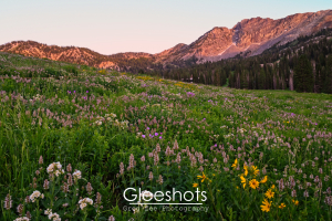 A lush alpine meadow in the Albion Basin with colorful purple, yellow, and white wildflowers in bloom is set against forested hills and rugged mountains glowing at sunset.  Utah Fine Art Landscape Photography for Sale.