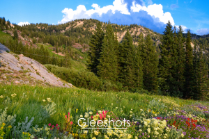 Wildflowers in vibrant colors bloom in the foreground of a mountain meadow in the Albion Basin, with tall pine trees and rocky slopes leading up to a forested ridge under a partly cloudy blue sky.  Utah Fine Art Landscape Photography Print for Sale.