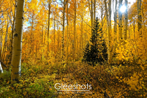 Sunlight streams through a dense forest of tall aspen trees with bright yellow autumn leaves, casting a warm glow. A lone evergreen tree stands among the golden foliage. The ground is covered with fallen leaves.  Utah Fine Art Landscape Photography Print for Sale.