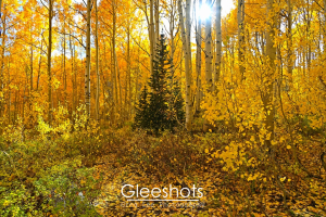 A sunlit forest of tall, golden aspen trees in autumn with a single dark evergreen tree in the center. Yellow leaves cover the ground and sunlight streams through the branches.  Utah Fine Art Landscape Photography Print for Sale.