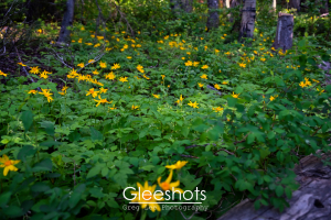 A lush forest floor covered with green foliage and scattered with blooming yellow Arrowleaf Balsamroot wildflowers under dappled sunlight.  Utah Fine Art Landscape Photography for Sale.