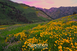 A vibrant mountain meadow in the Albion Basin is filled with bright yellow wildflowers under a colorful pink sunset sky, with green hills and distant rugged mountains in the background.  Utah Fine Art Landscape Photography for Sale.