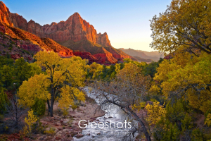 An autumn view of the Watchman, a red rock formation in Zion National Park, at sunset.  The Virgin River is in the foreground, surrounded by trees covered in yellow and green foliage.  Zion Landscape Photography Print for Sale.