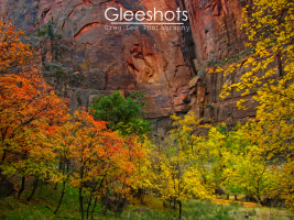 Autumn in Zion along  the Riverside Walk trail displays colorful fall foliage with vibrant red, orange, and yellow leaves with the reddish canyon walls as a backdrop.  Zion Fine Art Landscape Photography Print for Sale.
