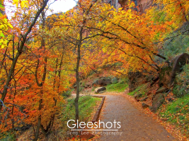 The Riverside Walk trail in Zion National Park in autumn runs through trees with vibrant autumn foliage in shades of orange, yellow, and red. Fallen leaves cover the ground.   Zion Landscape Photography for Sale.