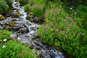 The cascading Lodi Creek flows over rocks through vibrant pink and white wildflowers in the Berkeley section of Mt Rainier National Park.  Washington Landscape Photography for Sale.