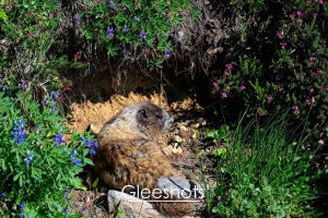 A marmot sunbathing inside its burrow surrounded by vibrant wildflowers and greenery in Mt Rainier National Park.  Nature Fine Art Photography Print for Sale.
