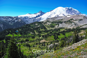 Snow-capped Mount Rainier rises behind green hills, meadows, and evergreen trees under a bright blue sky. Wildflowers bloom in the foreground in this view from the Sunrise section of the park.  Washington Landscape Photography for Sale.