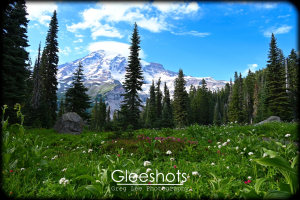 A lush green meadow with wildflowers and tall pine trees in the foreground and the snow-capped Mount Rainier in the background.   The addition of a border gives the photo the feel that you're looking through a window.  Washington Landscape Photography for Sale.