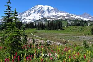 A vibrant summer view of Mount Rainier with a foreground of red and yellow Indian Paintbrush wildflowers, a stand of evergreen trees, and a winding trail, all under a clear blue sky.  Mt Rainier Landscape Photography Print for Sale.